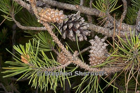 pinus contorta ssp bolanderi 2 graphic